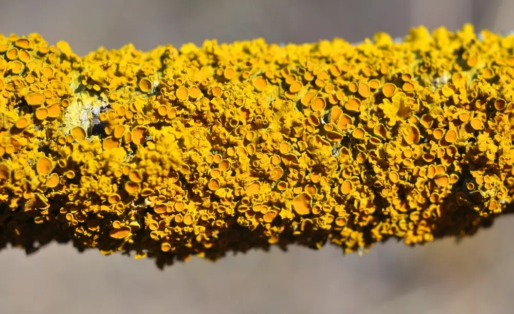 Bark scale insects covering tree branch outdoors.