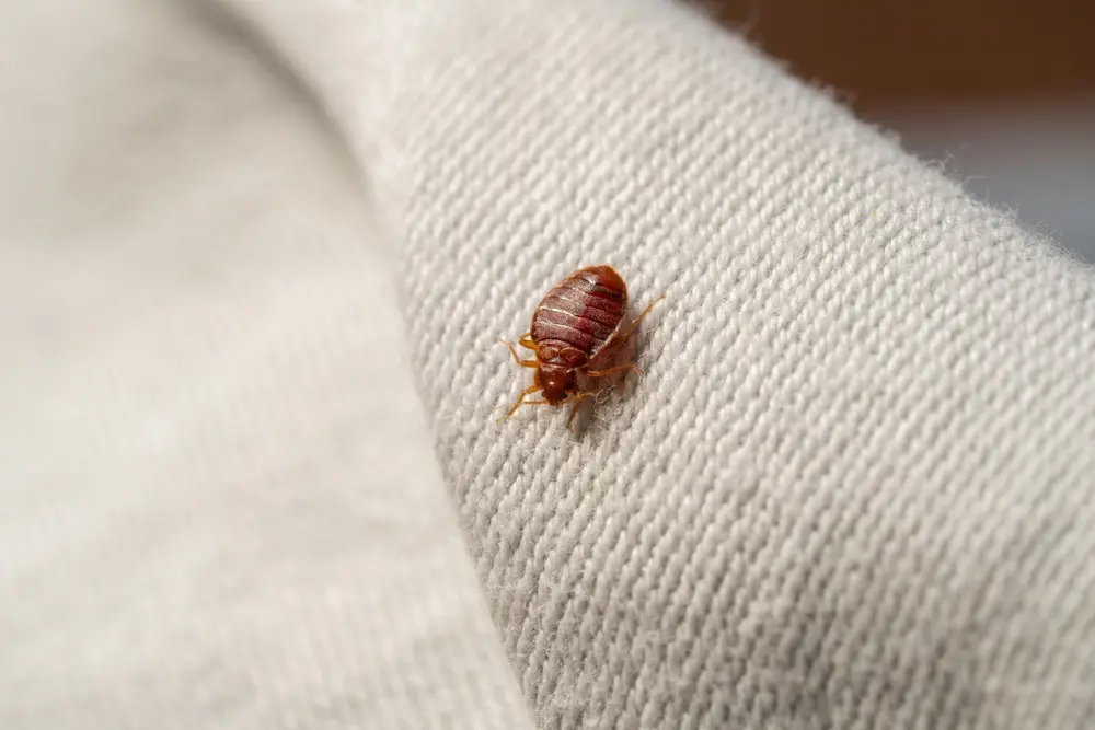 Bed bug infestation along mattress seam with visible eggs and adult bed bug.