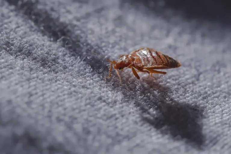 Close-up of a bed bug crawling on fabric, showing an active bed bugs infestation.