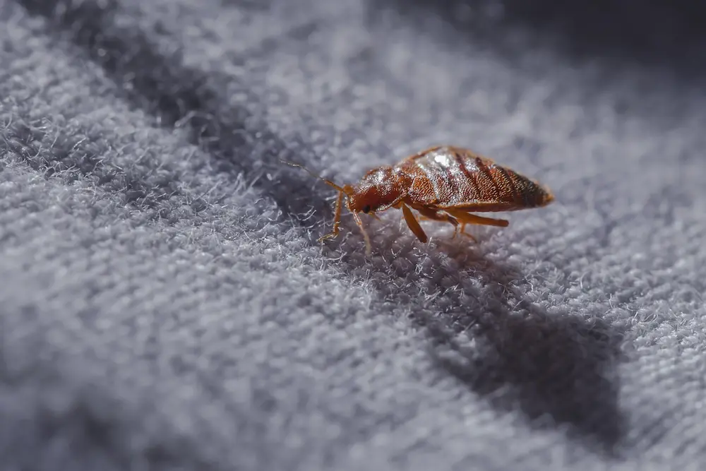 Close-up of a bed bug crawling on fabric, showing an active bed bugs infestation.