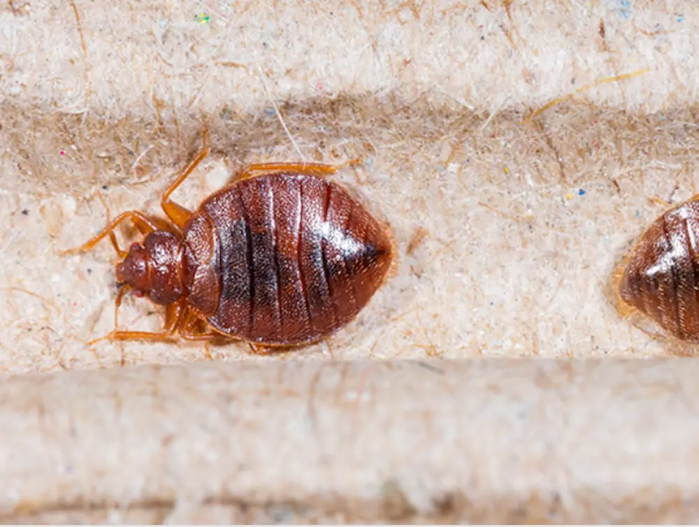 Close-up of a bed bug on a fabric seam, showing a bed bugs infestation.
