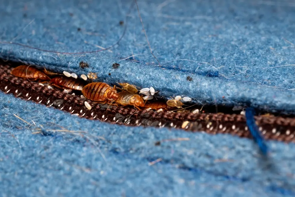 Bed bug crawling on fabric highlighting bed bug problems in your home.