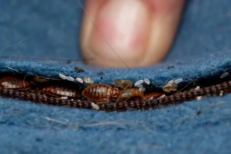 Bed bugs and eggs along mattress seam showing bed bugs infestation