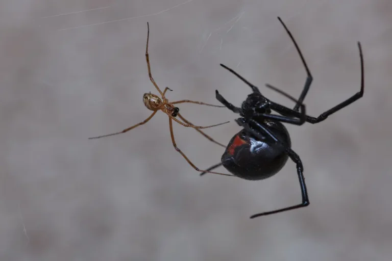 Black widow spider hanging in web illustrating common Black widow myths.