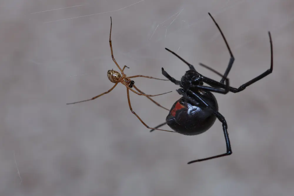 Black widow spider hanging in web illustrating common Black widow myths.