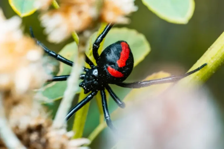 Close-up of a black widow spider on a plant, showing a dangerous black widow spider.
