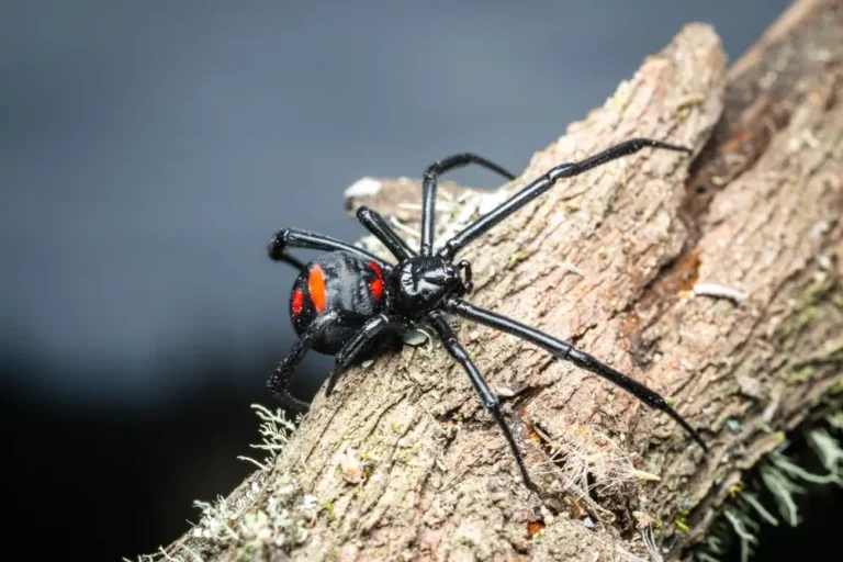 Black widow spider with red markings on its abdomen resting on tree bark.