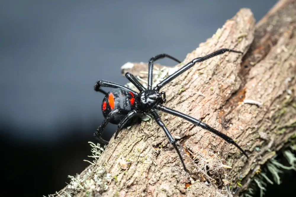 Black widow spider with red markings on its abdomen resting on tree bark.