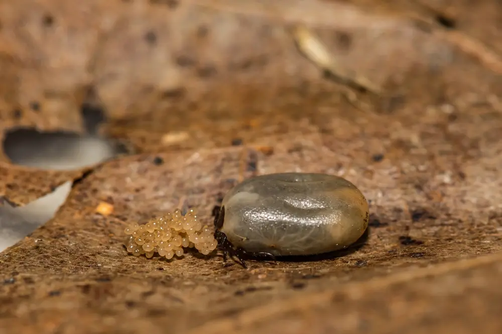 Blacklegged deer tick laying eggs on wood surface, showing blacklegged deer ticks reproduction.