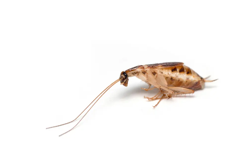 Close-up of brown-banded cockroach on white surface for brown-banded cockroaches identification