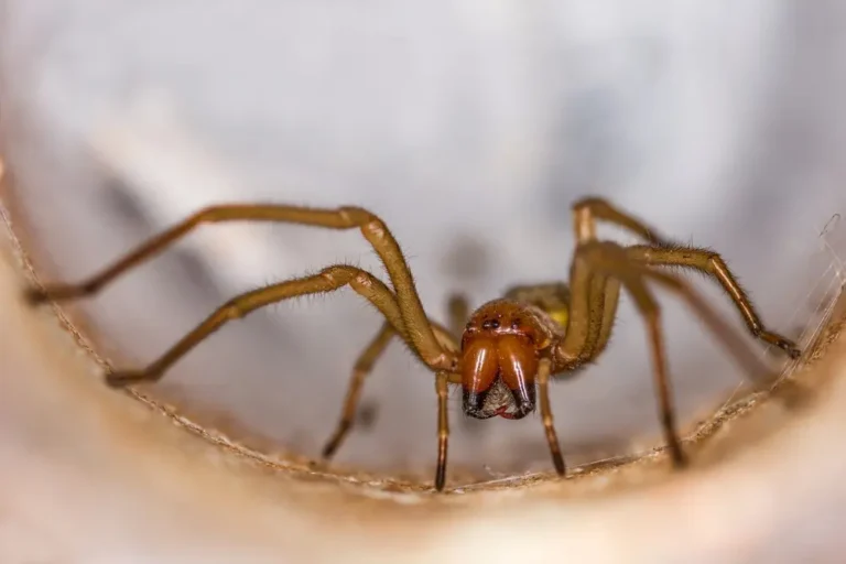 Brown Recluse Spider bite on skin with redness and irritation.