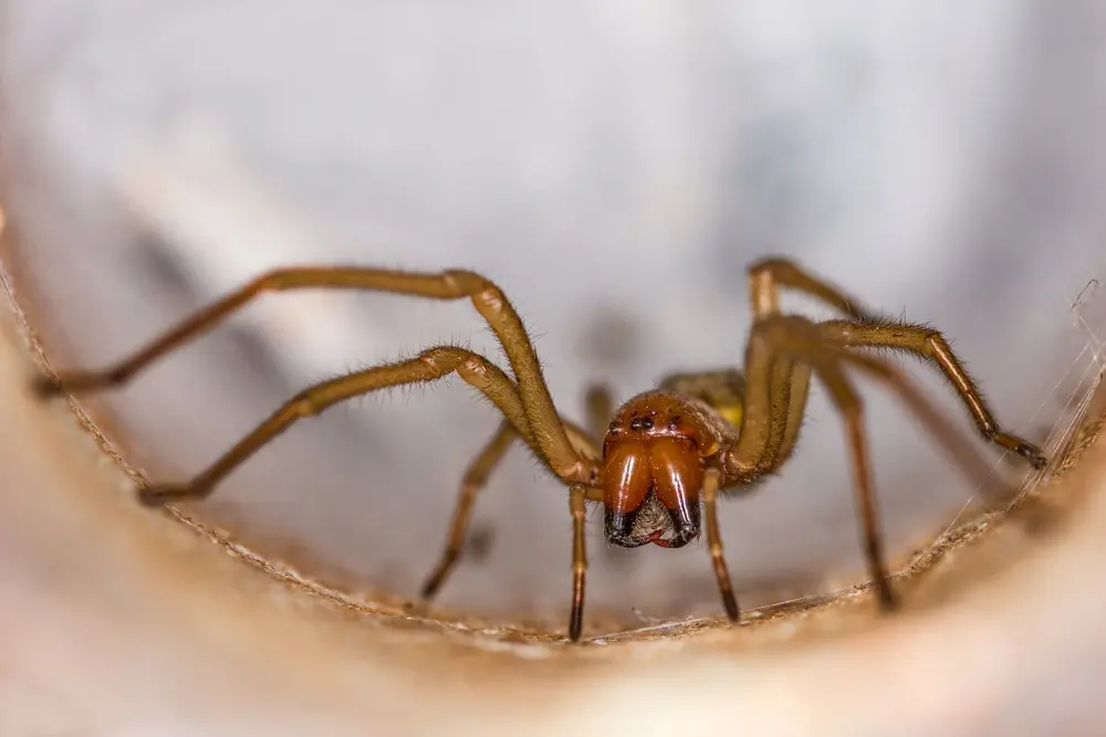 Brown Recluse Spider bite on skin with redness and irritation.