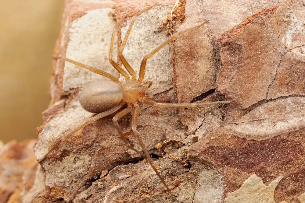 Brown recluse spider on a piece of wood, showing its light brown body and long legs, commonly found indoors and in dark areas.
