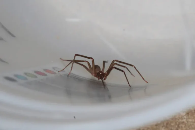 Close-up of Brown Recluse Spider highlighting its distinctive markings.