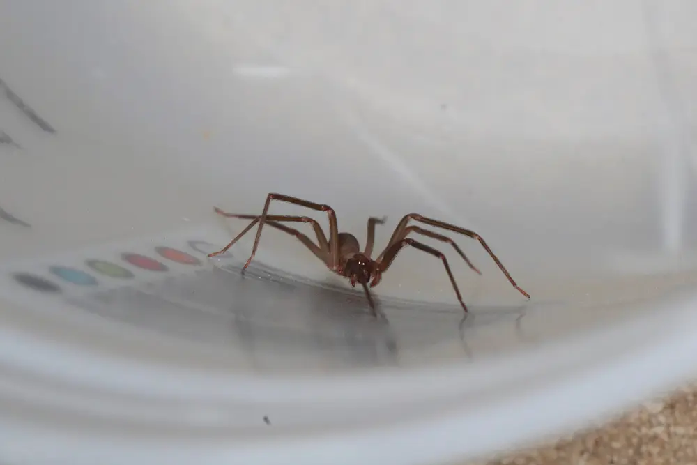 Close-up of Brown Recluse Spider highlighting its distinctive markings.