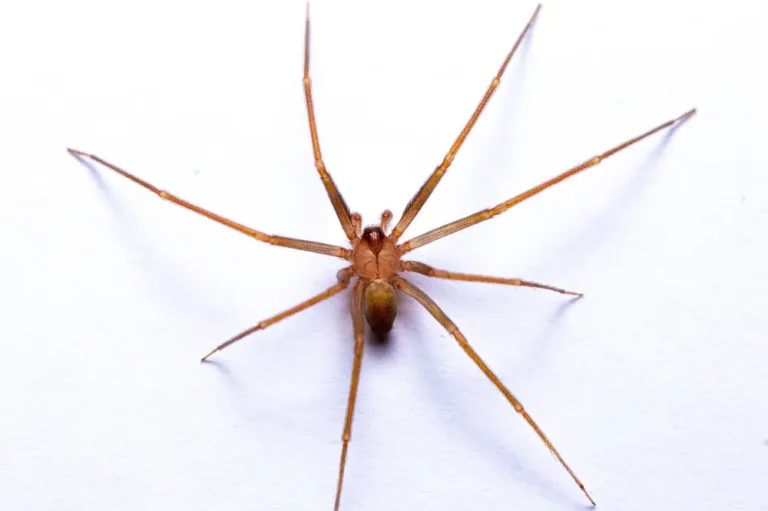 Close-up of Brown Recluse spider on white surface showing its distinct body shape.