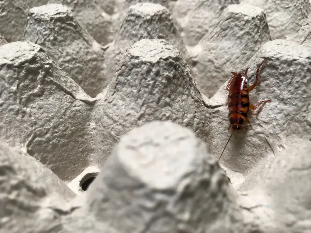 Brownbanded cockroach on egg carton surface for brownbanded cockroaches identification