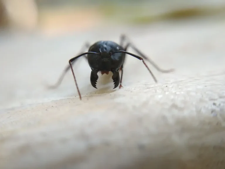 Close-up of carpenter ant on light surface for carpenter ant identification