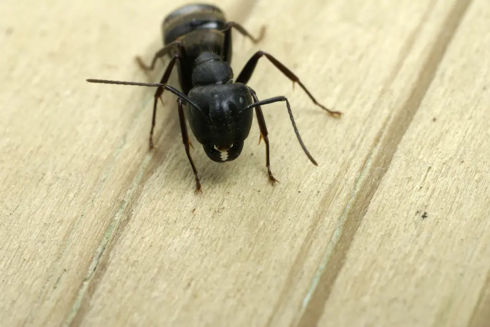 Carpenter ant on wood plank for carpenter ant infestation identification