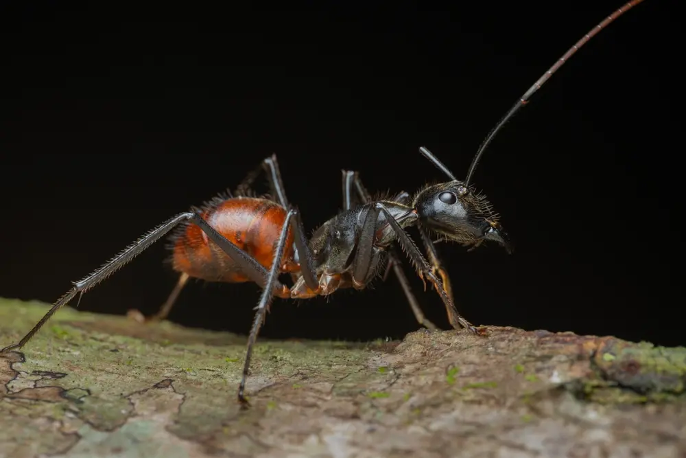 Close-up of carpenter ant on wood surface showing carpenter ant activity