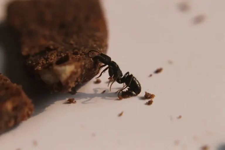 Carpenter ants foraging on wooden surface showing carpenter ants presence