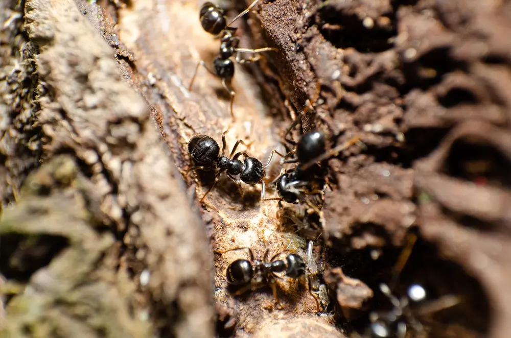 Carpenter ants inside damaged wood showing carpenter ants infestation