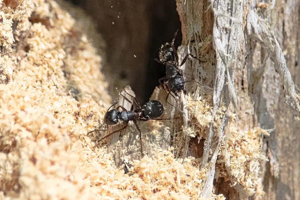 Carpenter ants tunneling through wood showing carpenter ants infestation damage