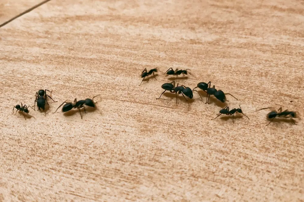 Carpenter ants walking across wooden surface showing carpenter ants activity