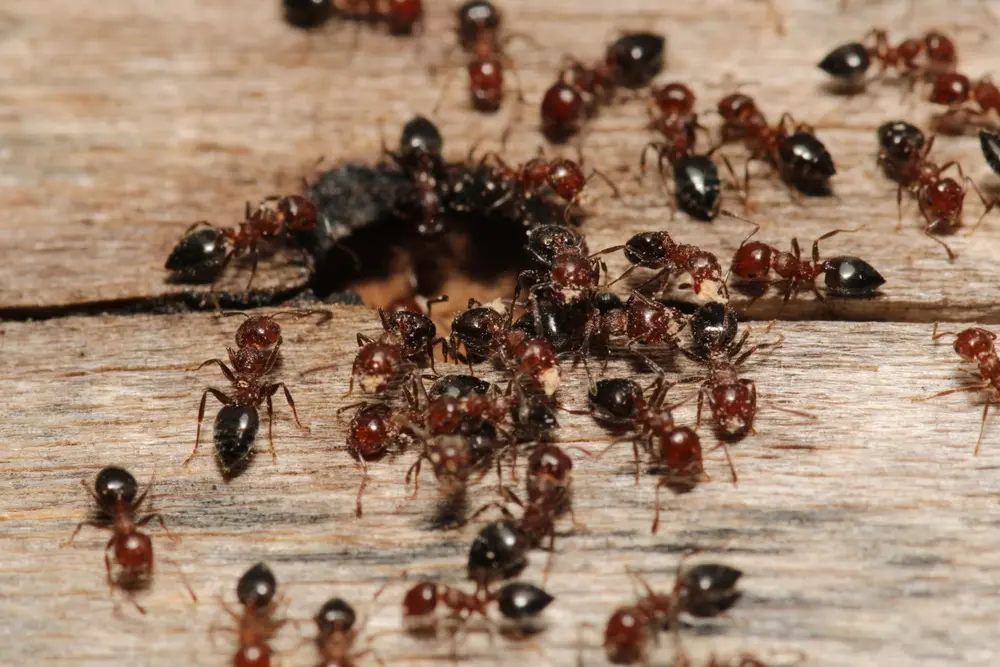 Carpenter ants gathered on damaged wood, a common sign of a carpenter ant infestation.
