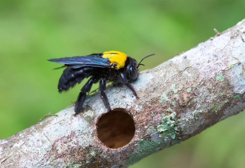Carpenter bee perched on wood with a visible hole, showing carpenter bees damaging wooden surfaces.