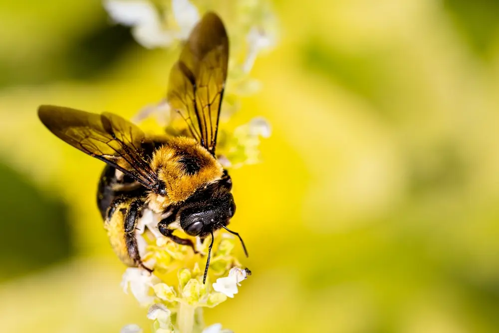 Close-up of a carpenter bee feeding on a yellow flower.