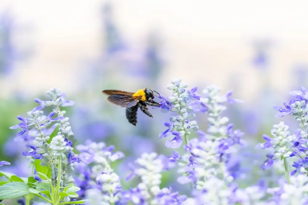 Carpenter bees feeding on flower nectar in garden setting.