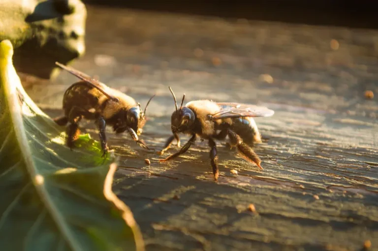 Two carpenter bees resting on a wooden surface, a common wood-boring bee pest.