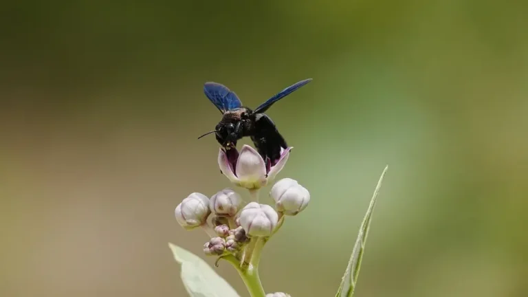 Carpenter bees hovering over purple flowers in outdoor garden.