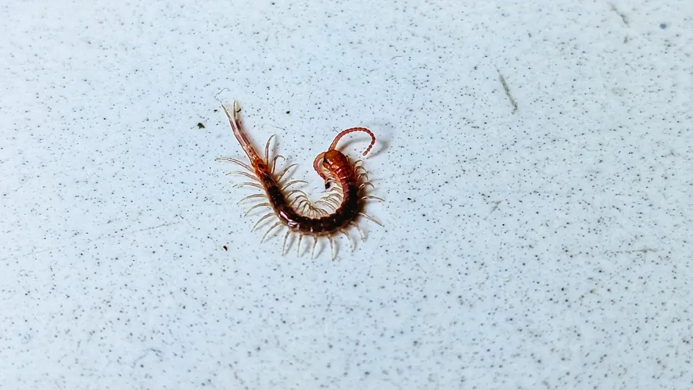 Centipede curled on a light-colored floor surface, showing a common indoor centipede infestation issue.