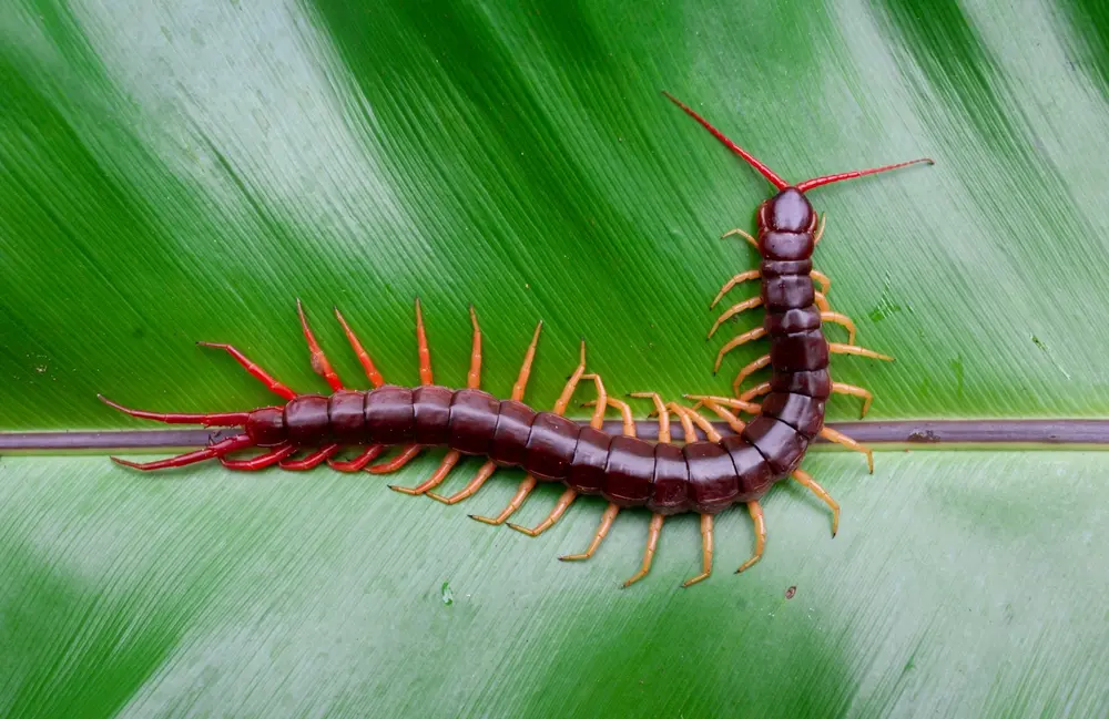 Large centipede crawling on leaf representing centipede identification