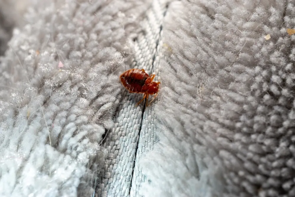 Bed bug crawling along mattress seam showing early infestation signs.