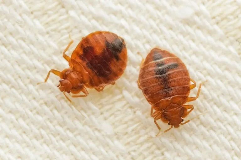 Close-up of bed bugs on fabric, showing a bed bug infestation.