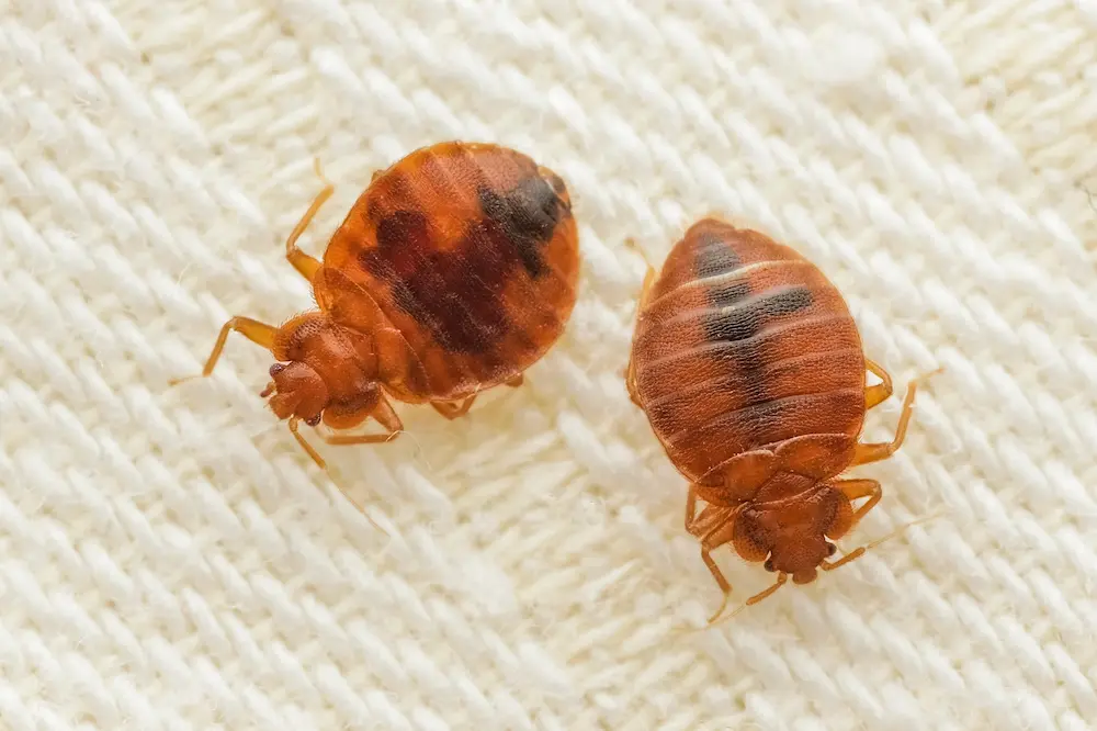 Close-up of bed bugs on fabric, showing a bed bug infestation.