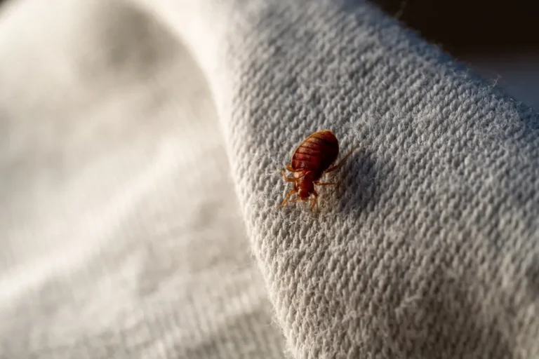 Bed bug crawling on mattress fabric showing active bed bugs infestation.