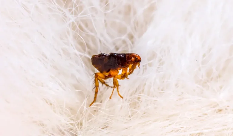 Macro image of flea on pet fur highlighting severe fleas infestation.