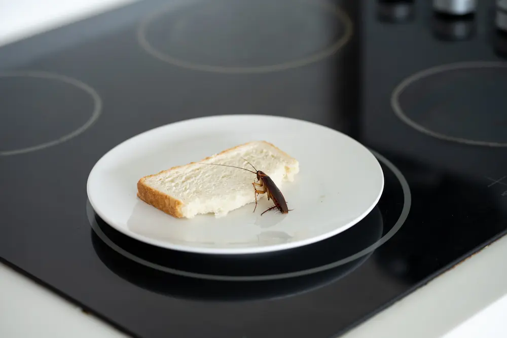 Cockroach standing on a plate with bread in a kitchen, showing a cockroach contamination risk.