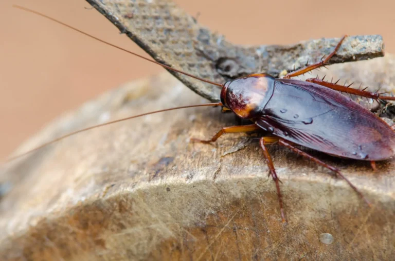 Close-up of a cockroach on a wooden surface, showing common cockroaches infestation signs.