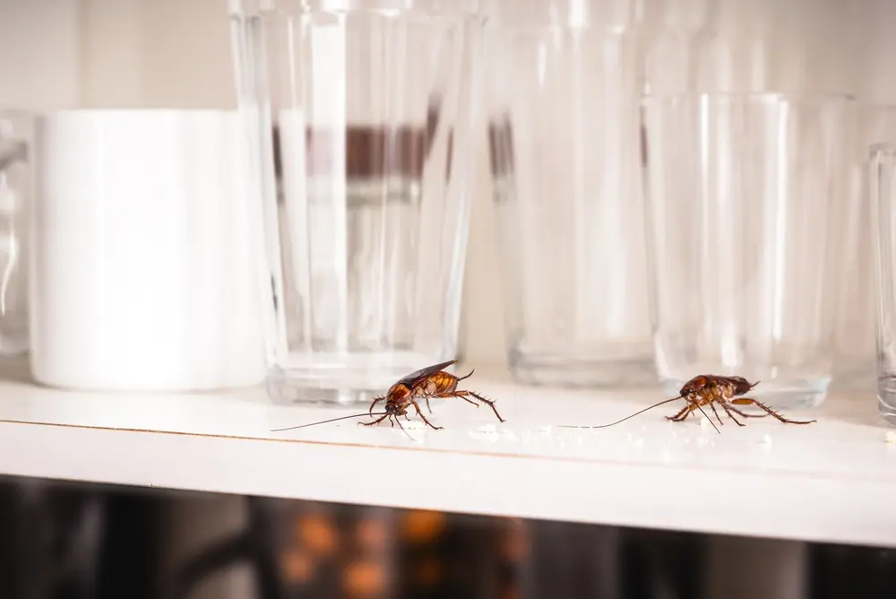 Cockroaches on kitchen shelf near glasses for cockroaches infestation problem