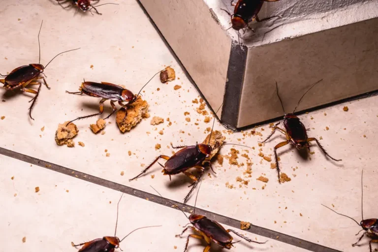 Multiple cockroaches on kitchen floor during cockroach season infestation