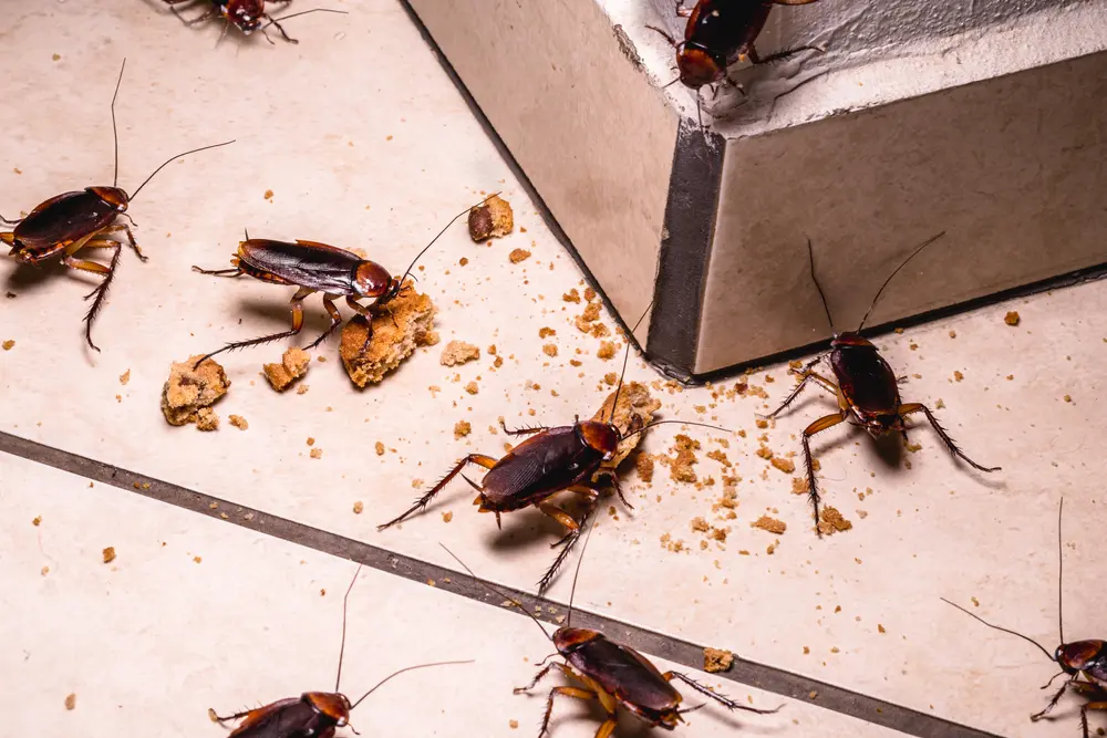 Multiple cockroaches on kitchen floor during cockroach season infestation