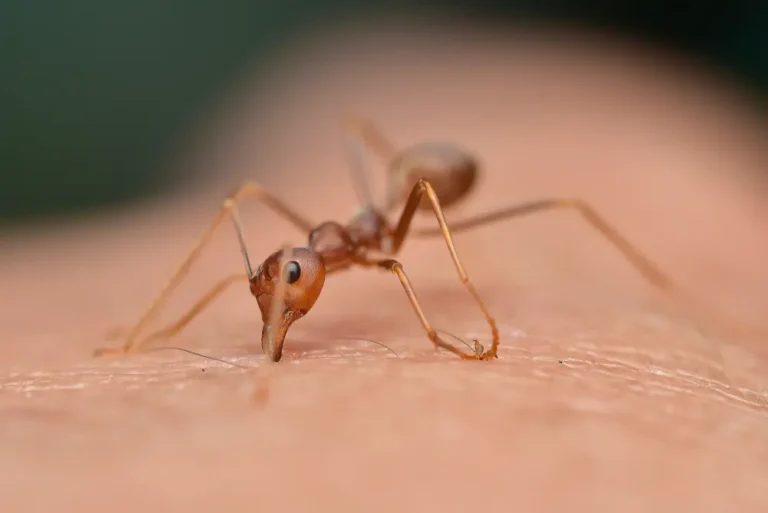 Crazy ant biting human skin showing crazy ants infestation and risk