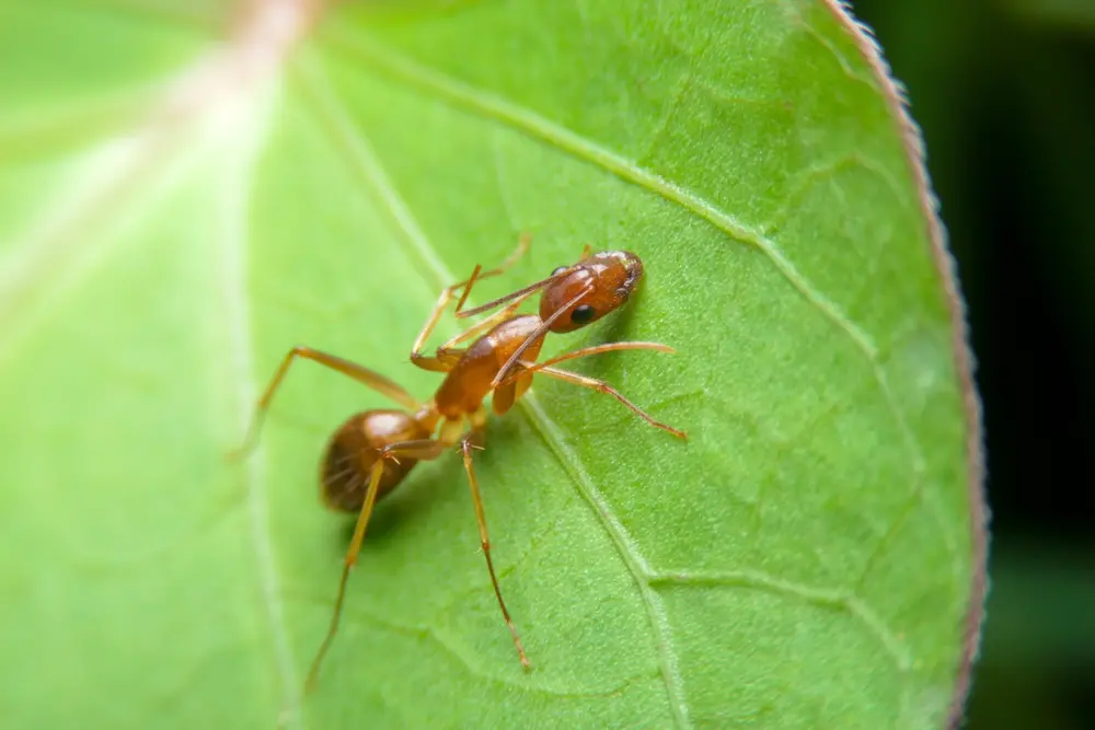 Crazy ant on green leaf showing crazy ants identification and control