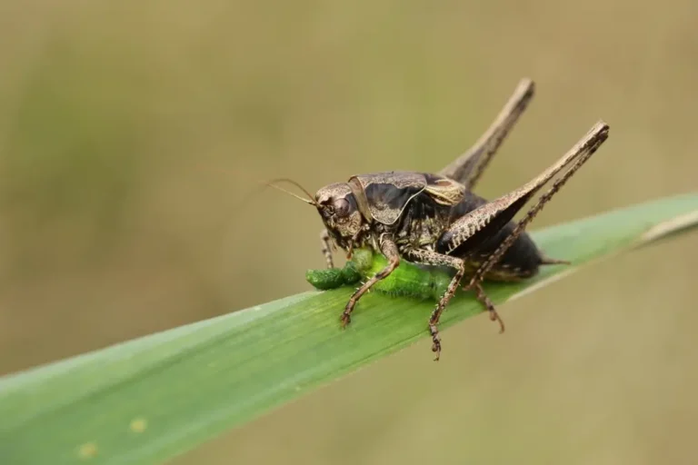 Cricket feeding on a green blade of grass, showing common crickets pest activity.