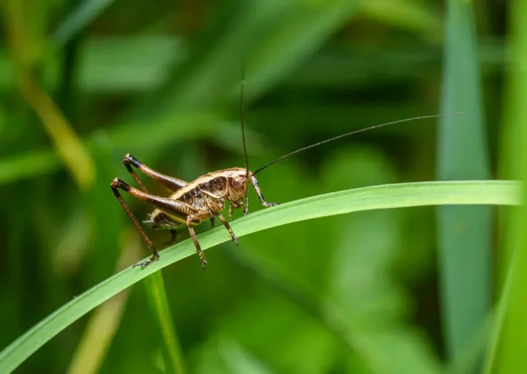 Cricket resting on a green blade of grass, showing common crickets activity outdoors.
